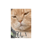 トトやんfamily stamp 1（個別スタンプ：4）
