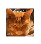 トトやんfamily stamp 1（個別スタンプ：8）