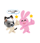 うちの花子のスタンプ（個別スタンプ：15）