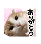 ななとここの日常（個別スタンプ：1）