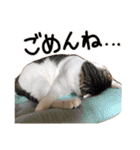 ななとここの日常（個別スタンプ：5）