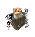 ななとここの日常（個別スタンプ：8）