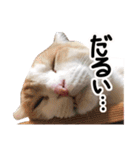 ななとここの日常（個別スタンプ：11）