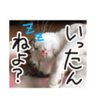 ななとここの日常（個別スタンプ：15）