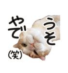 ななとここの日常（個別スタンプ：19）