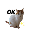 ねこのみい達（個別スタンプ：1）