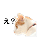 ねこのみい達（個別スタンプ：3）