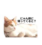 ねこのみい達（個別スタンプ：5）