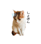 ねこのみい達（個別スタンプ：6）