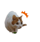 ねこのみい達（個別スタンプ：7）