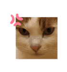 ねこのみい達（個別スタンプ：8）