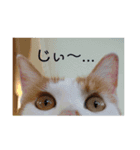 ねこのみい達（個別スタンプ：9）