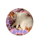 ねこのみい達（個別スタンプ：10）