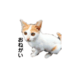 ねこのみい達（個別スタンプ：11）