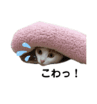 ねこのみい達（個別スタンプ：13）