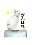 ねこのみい達（個別スタンプ：14）