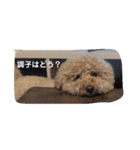 トイの日常スタンプ2（個別スタンプ：1）