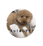 トイの日常スタンプ2（個別スタンプ：2）