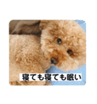 トイの日常スタンプ2（個別スタンプ：5）
