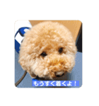 トイの日常スタンプ2（個別スタンプ：6）