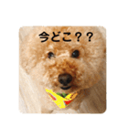トイの日常スタンプ2（個別スタンプ：9）