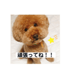 トイの日常スタンプ2（個別スタンプ：10）
