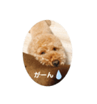 トイの日常スタンプ2（個別スタンプ：11）