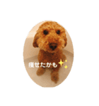 トイの日常スタンプ2（個別スタンプ：13）