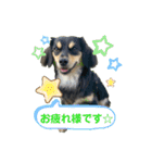チワックスのスタンプ2（個別スタンプ：10）