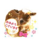 あにまるスタンプ 1（個別スタンプ：1）