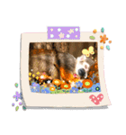 あにまるスタンプ 1（個別スタンプ：11）