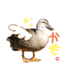 あにまるスタンプ 1（個別スタンプ：19）