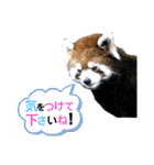 あにまるスタンプ 1（個別スタンプ：23）