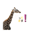あにまるスタンプ 1（個別スタンプ：26）