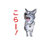 AKKNスタンプ（個別スタンプ：2）