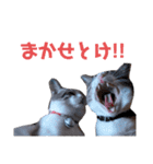 AKKNスタンプ（個別スタンプ：10）