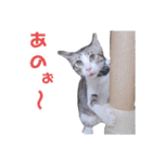 AKKNスタンプ（個別スタンプ：11）