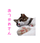 AKKNスタンプ（個別スタンプ：27）