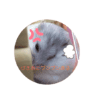 ハムちゃんのクゥちゃん コロちゃん（個別スタンプ：5）