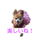 ちわ4（個別スタンプ：1）