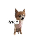 ちわ4（個別スタンプ：2）