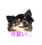 ちわ4（個別スタンプ：4）