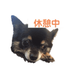 ちわ4（個別スタンプ：5）