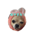 ちわ4（個別スタンプ：8）