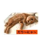 ちゃちゃの気まぐれ（個別スタンプ：1）