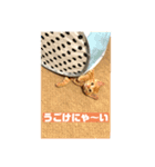 ちゃちゃの気まぐれ（個別スタンプ：5）