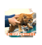 ちゃちゃの気まぐれ（個別スタンプ：6）