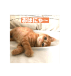 ちゃちゃの気まぐれ（個別スタンプ：8）