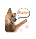 ショコラのスタンプ2⭐︎（個別スタンプ：3）