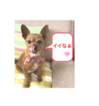 ショコラのスタンプ2⭐︎（個別スタンプ：4）